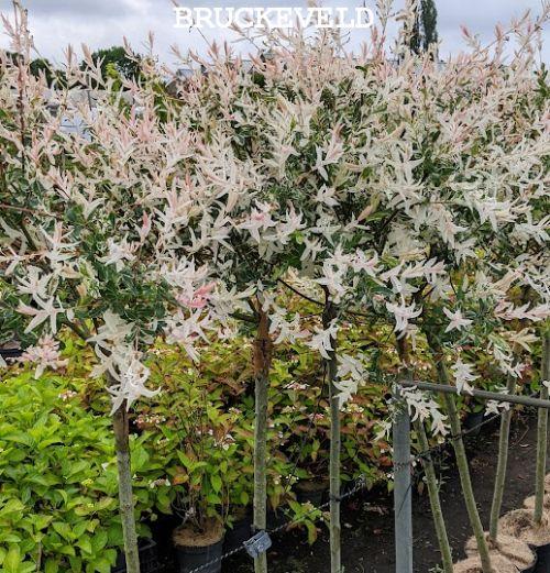 Salix integra 'Hakuro Nishiki'