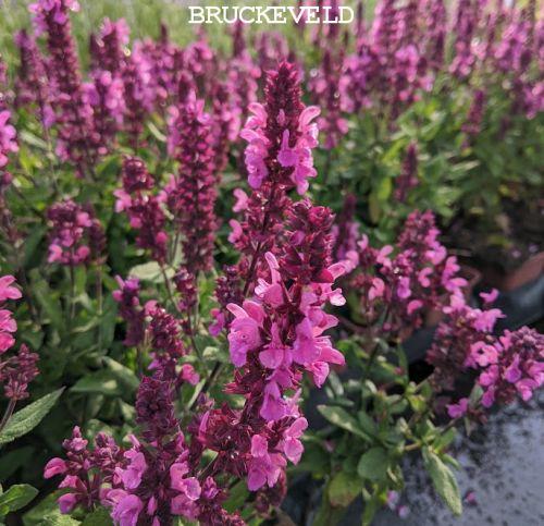 Salvia nemerosa 'Katsjing'