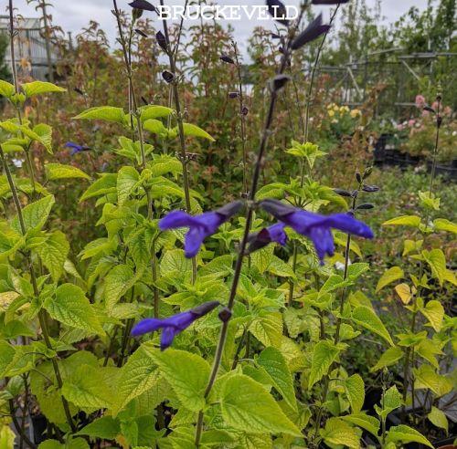 Salvia guaranatica 'Lake Mckenzie'