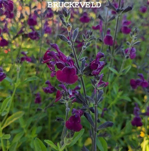 Salvia 'Nachtvlinder'