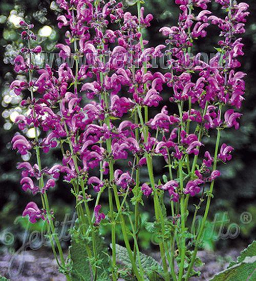 Salvia pratensis  'Sweet Esmeralda'