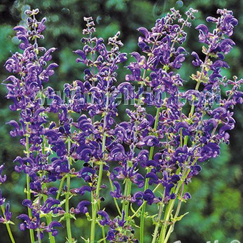 Salvia pratensis  'Twilight Serenade'