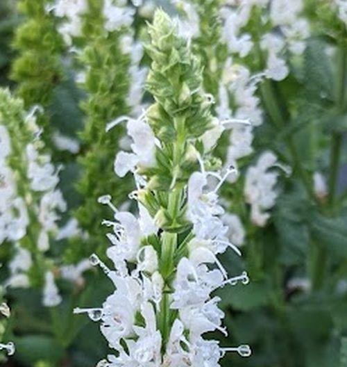 Salvia nemerosa 'Schneehügel'