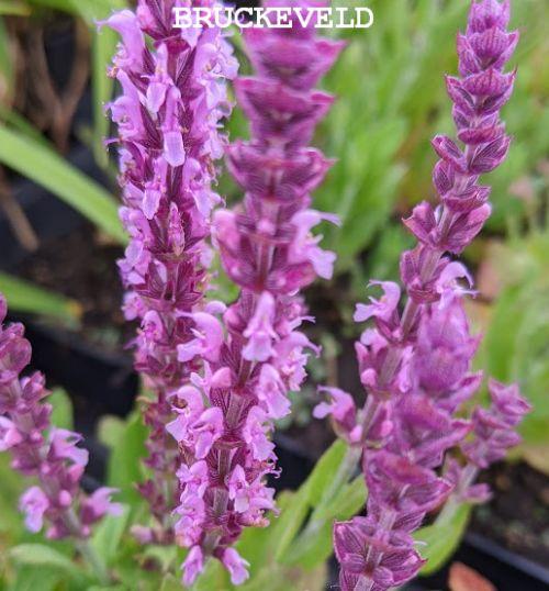 Salvia nemerosa 'Sensation Med. Pink'