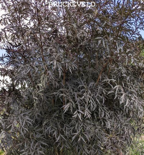 Sambucus 'Black Lace' (Eva)