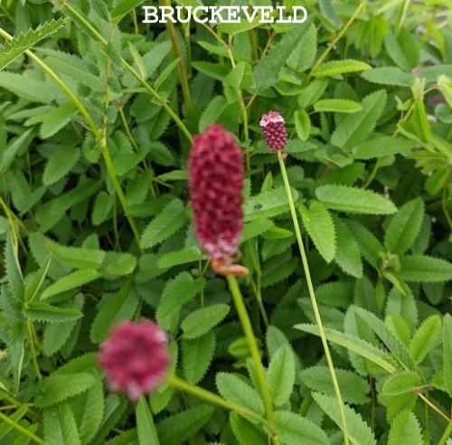 Sanguisorba species c.c.c.