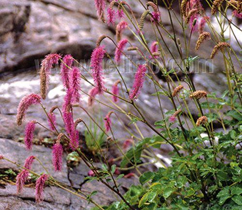 Sanguisorba hakusanensis