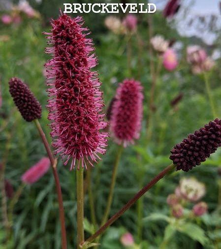 Sanguisorba menziesii