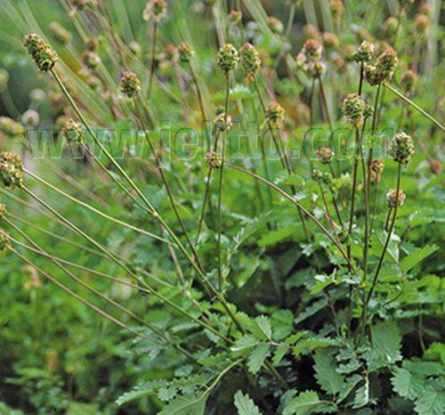 Sanguisorba minor pimpernel