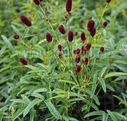 Sanguisorba officinalis