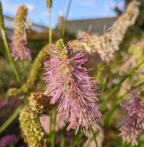 Sanguisorba 'Pink Brushes'