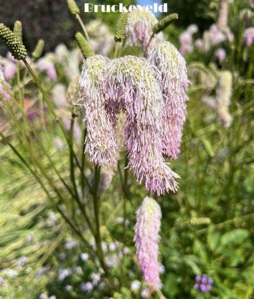 Sanguisorba 'Pink Brushes'