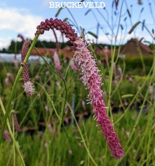 Sanguisorba ten. 'Pink Elephant'