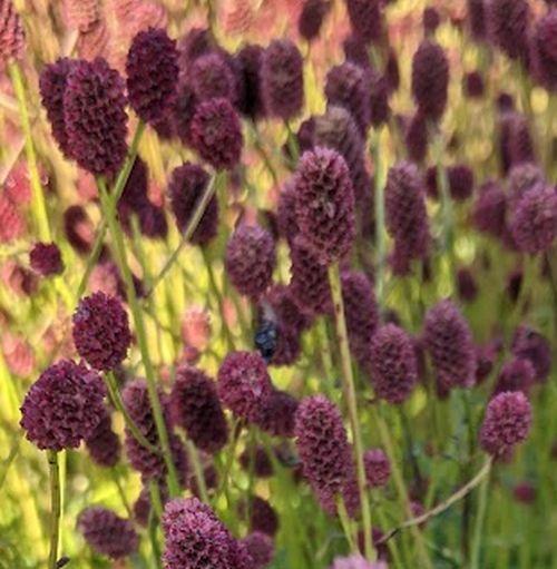Sanguisorba officinalis 'Tanna'