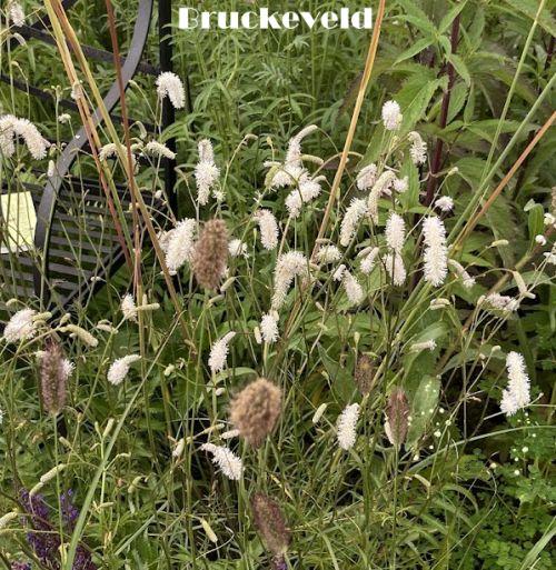 Sanguisorba officinalis 'White Tanna'