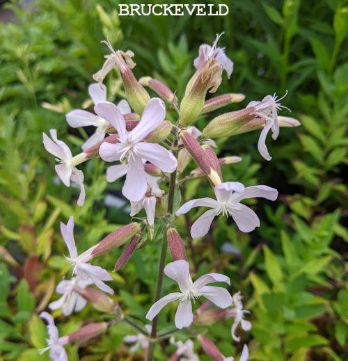 Saponaria officinalis