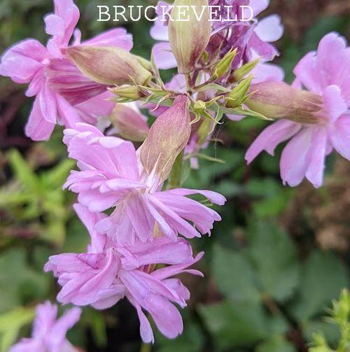 Saponaria officinalis ' Rosea Plena'