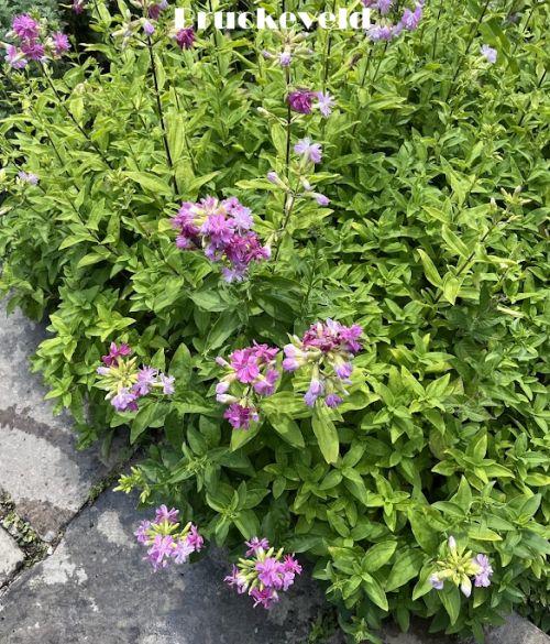 Saponaria officinalis ' Rosea Plena'