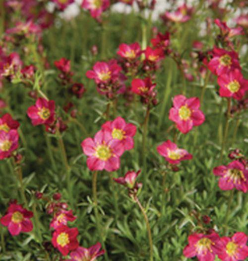 Saxifraga arendsii 'Peter Pan'