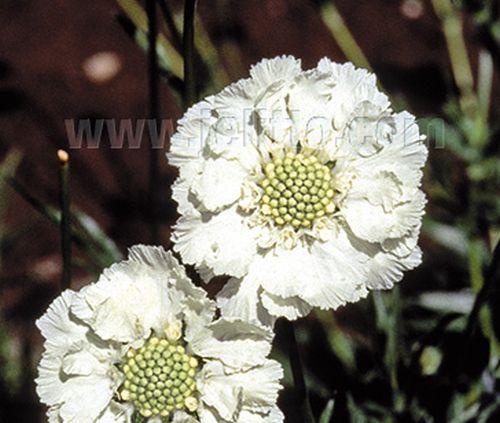 Scabiosa caucasica 'Alba'
