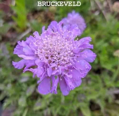 Scabiosa columbaria 'Butterfly Blue'