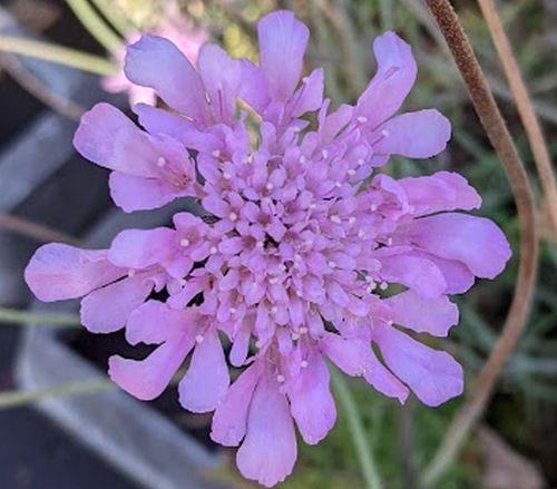 Scabiosa columbaria