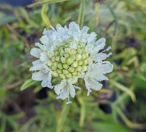 Scabiosa ochroleuca