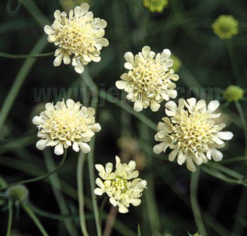 Scabiosa ochroleuca