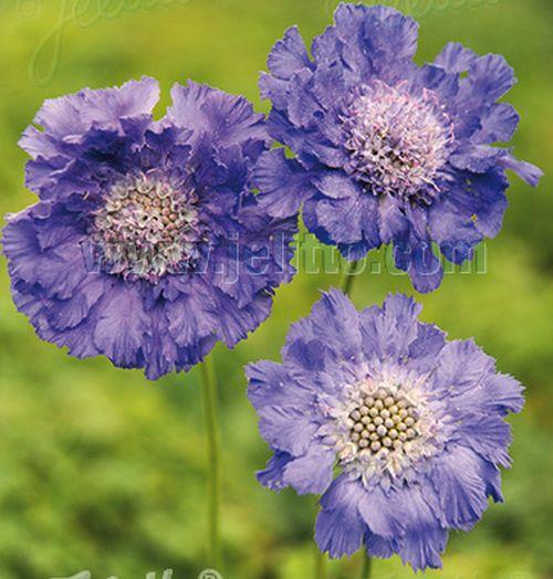 Scabiosa caucasica 'Perfecta'
