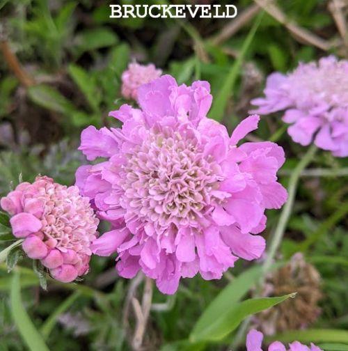 Scabiosa columbaria 'Pink Mist'
