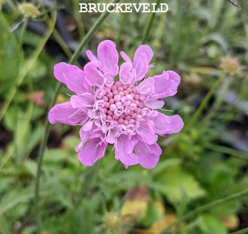 Scabiosa columbaria 'Pincushion Pink'