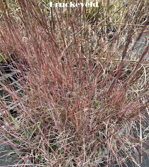 Schizachyrium sco. 'Blue Heaven' PBR