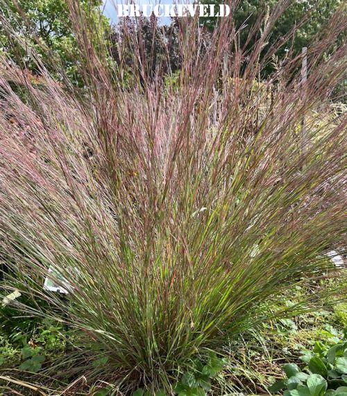 Schizachyrium sco. 'Blue Heaven' PBR