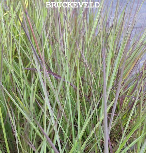 Schizachyrium sco. 'Blue Heaven' PBR