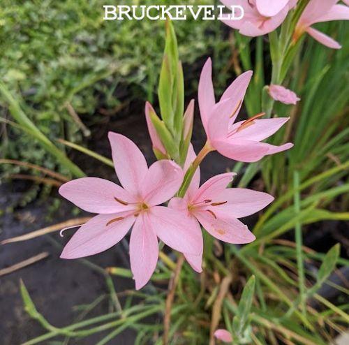 Schizostylis coccinea 'Mrs Hegarty'