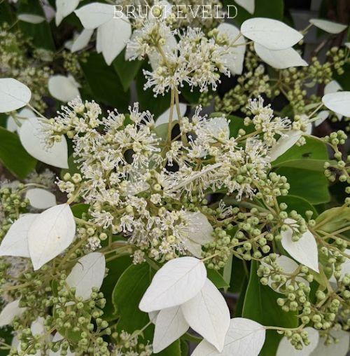 Schizophragma hydrangeoides 'Moonlight'