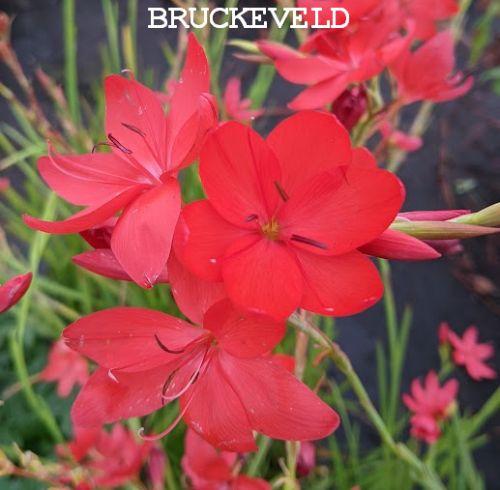 Schizostylis coccinea 'Major'