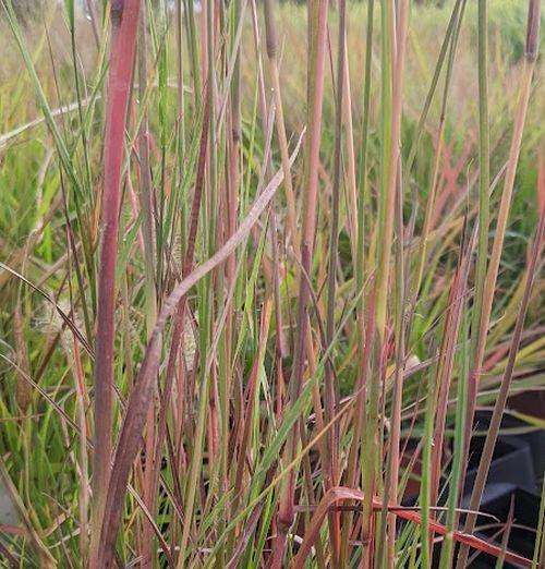 Schizachyrium scoparium  (Andropogon)