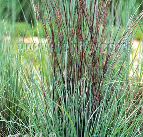 Schizachyrium scoparium  (Andropogon)