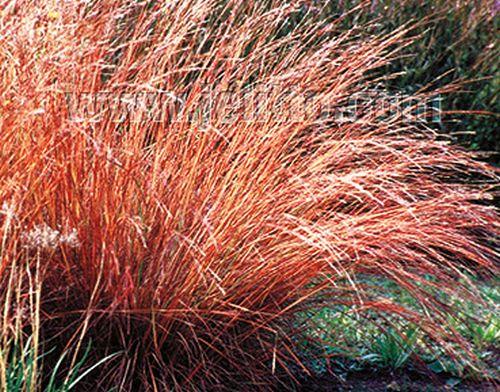 Schizachyrium scoparium  (Andropogon)