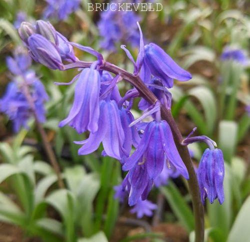 Hyacinthoides non-scripta (Scilla)