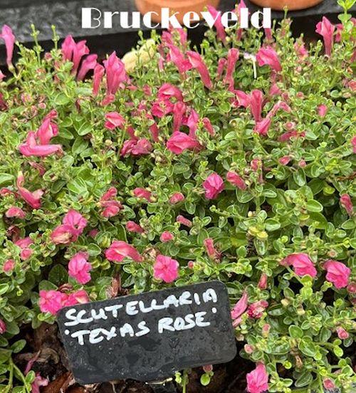 Scutellaria 'Texas Rose'