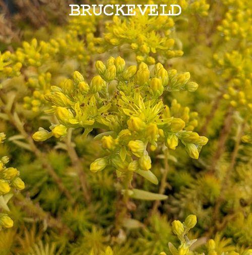 Sedum reflexum 'Angelina'