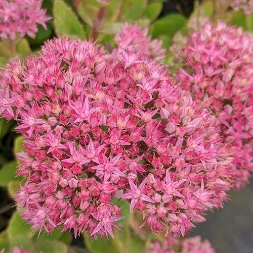 Sedum 'Carl'