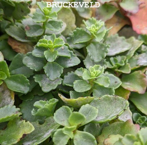 Sedum spurium 'Coccineum'