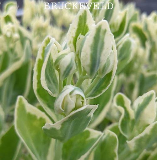 Sedum 'Frosty Morn'