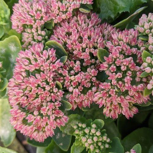 Sedum 'Herbstfreude'
