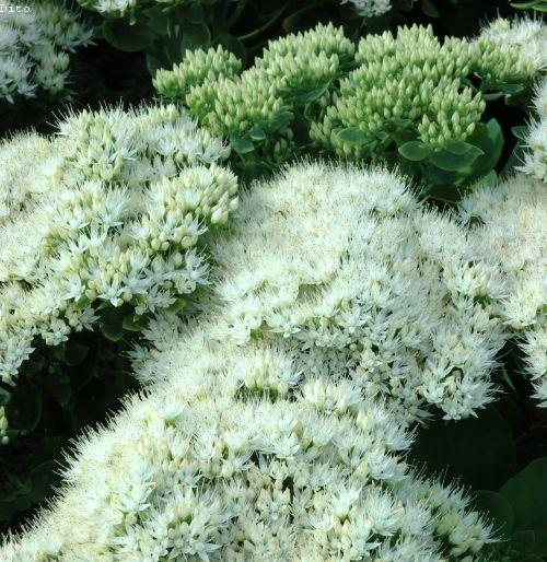 Sedum spectabile 'Iceberg'