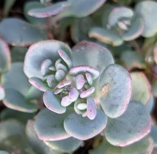 Sedum cauticola 'Lidakense'