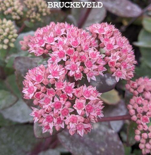 Sedum 'Matrona'